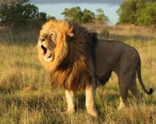 ʨ������������ ʨ��2015��7������