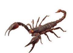 ��Ы���������� ��Ы2015��7������