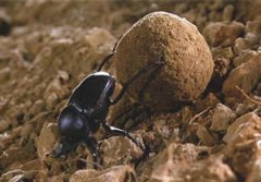 �μ�����᲻�᲻�� �μ��������ô��