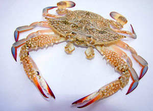 ��з����������