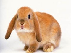 ���õĻ���������� ���õĺ�ʲô��Ժ�