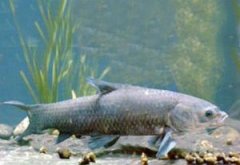 �μ�������ʲô���� �μ������Ǻ�Ԥ����