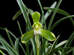 �μ�������ѿ���� �μ�������ѿԤʾʲô