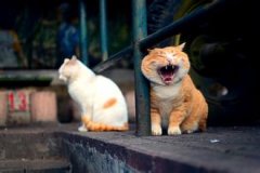 ���ǷΪʲô�ᴫȾ ���Ƿ��Ⱦ��ԭ��