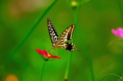 �μ������������� �μ���������Ԥʾʲô