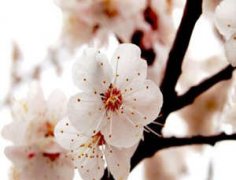 ʮ����Ф�������а� �°�����Ф��������