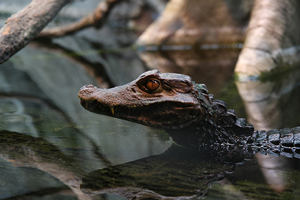 �μ��������Ǻ����� �μ�������Ԥʾʲô