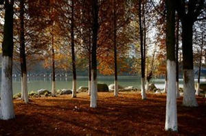 梦见红杉树是怎么回事 梦见红杉树的寓意