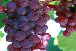 葡萄皮的功效与作用