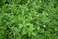 �������ӲݵĹ�Ч����Щ �������Ӳݵ��÷�