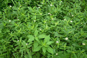 �������ӲݵĹ�Ч