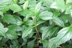 �ɻ��ݵĹ�Ч����������Щ �ɻ��ݵ�ע������