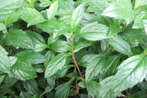 �ɻ��ݵĹ�Ч������