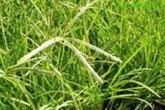 ţ��ݵĹ�Ч����������Щ ţ��ݵ���ҩ��ֵ