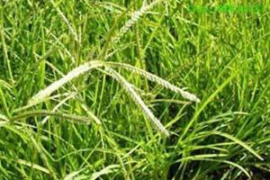 ţ��ݵĹ�Ч������