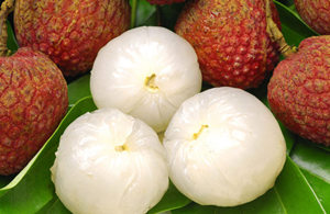 ǿԴʳлȡάa