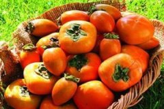 ���ӵ����� ��������ʲô�ô�