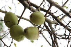 ��ľ�ϵĹ�Ч������ ��ľ�϶���������Щ����