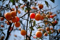 ���ӵĹ�Ч�����ü����ӵ�Ӫ����ֵ����Щ