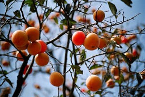 柿子的功效与作用及柿子的营养价值