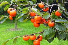 ����Ҷ�Ĺ�Ч�����ö�����Щ ���ӵ�ʳ�����