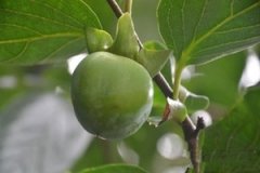 ����Ҷ�Ĺ�Ч�����ö�����Щ ��ô������Ҷ���