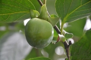 ����Ҷ�Ĺ�Ч������