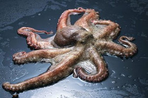 章鱼的营养价值