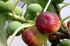 �޻����Ĺ�Ч�����ü����ɶ�����Щ