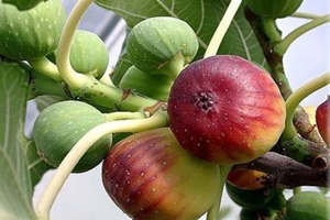 �޻����Ĺ�Ч�����ü�����