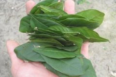 ���ع�Ҷ�Ĺ�Ч����Щ ���ع�Ҷ����Щ�ô�