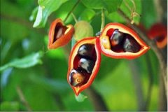 ƻ�ŵĹ�Ч������ ƻ�ŵ����ü�ֵ����Щ