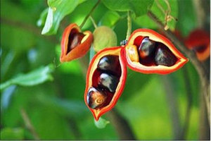 ƻ�ŵĹ�Ч������