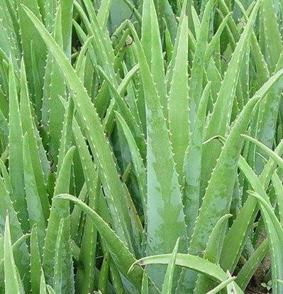 百变芦荟食谱 轻松减小肥肚