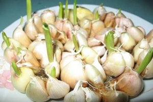 大蒜发芽能不能吃