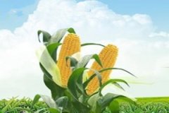 ������ѿ�͵���������Щ ������ѿ�͵�Ӫ����ֵ