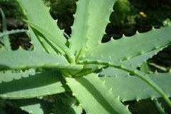 «���� «������ʲô���ù�Ч