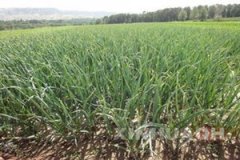 �������ֲ������ʲô ����Ҫ��ô��ֲ��