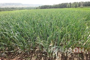 大蒜的种植方法