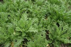 ��˵Ĺ�Ч����������Щ ��˵�ʳ�÷���