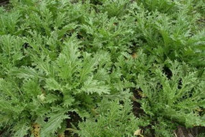 ��˵Ĺ�Ч������