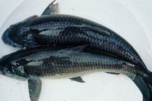 �����Ӫ����ֵ