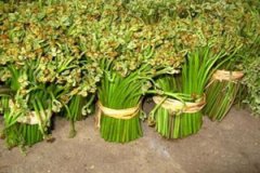 ާ�˵Ĺ�Ч����������Щ ާ�˵�ʳ�÷���