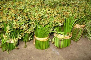 ާ�˵Ĺ�Ч������