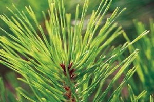 ȫ�ɲ�Ĺ�Ч������