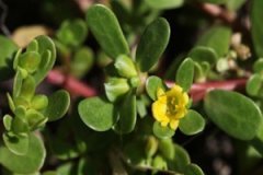 �����ȵĸ���������Щ �����ȵ�ʳ�÷���