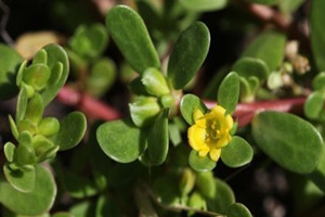 �����ȵĸ�����