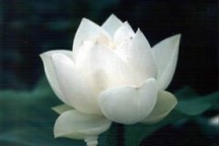 ѩ�����Ĺ�Ч�����ü�ʳ�÷���������Щ