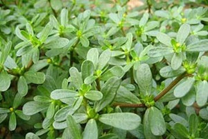 �����ȵ�ҩ�ü�ֵ