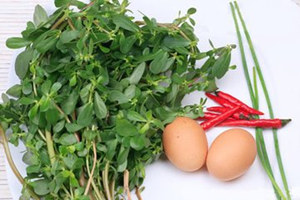 马齿苋的功效与作用